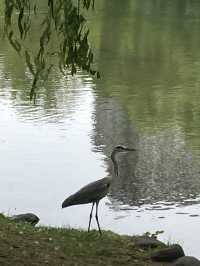 【北海道・札幌市】⛲️中島公園〜自然と文化の融合〜