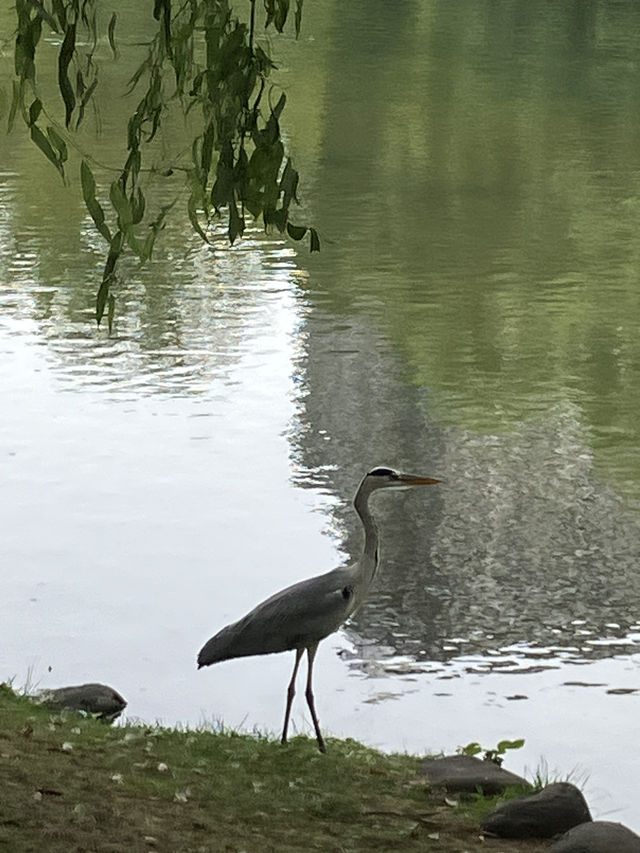 【北海道・札幌市】⛲️中島公園〜自然と文化の融合〜