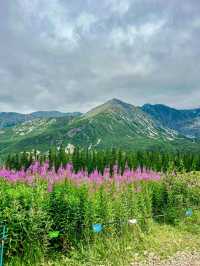 Pink Meadows & Cloud-Kissed Peaks: Zakopane’s Quiet Spell 