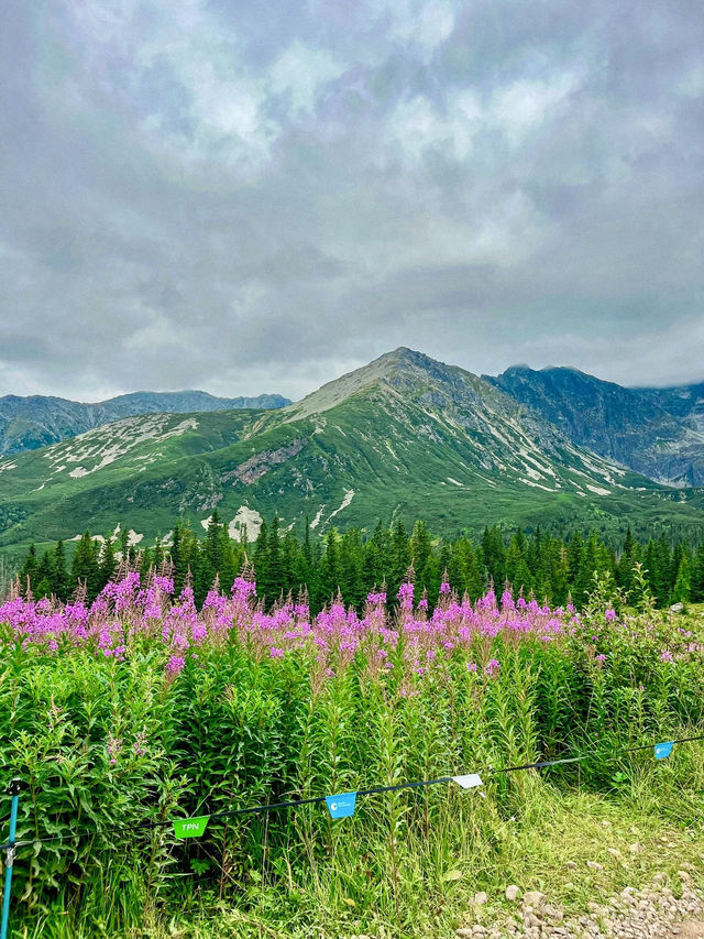 Pink Meadows & Cloud-Kissed Peaks: Zakopane’s Quiet Spell 