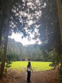 ✨자연을 즐길 수 있는 힐링 공간, 비밀의숲 제주 🌳🌿