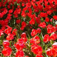 🌷横浜公園のチューリップと近場観光の組み合わせプラン