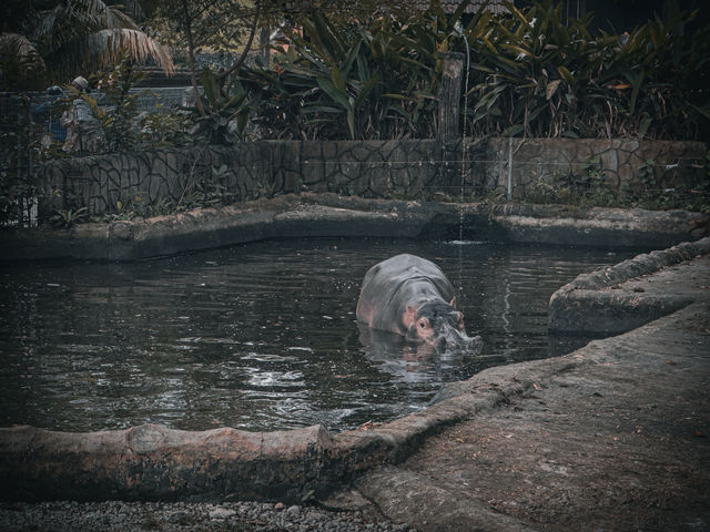 🦁 말레이시아 최초의 동물원 - 조호르 Zoo