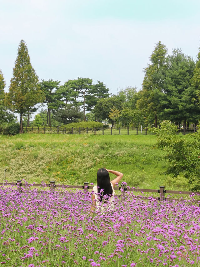 (실시간) 청주에 찾아온 보랏빛 버베나 꽃밭💜