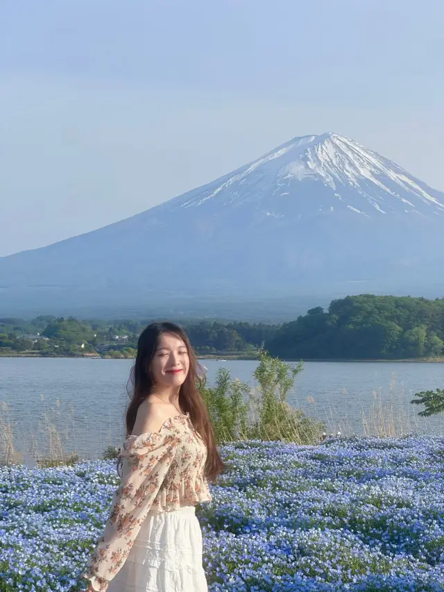 🇯🇵🗻𝙈𝙩 𝙁𝙪𝙟𝙞 5月的藍色粉碟花和富士山🩵