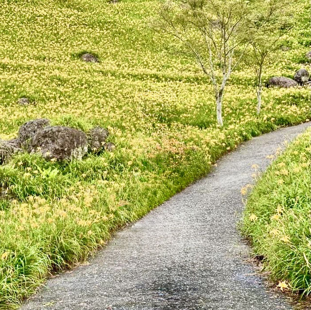 卡通玩偶貓貓蟲咖波及金針花仙子朵拉在六十石山等你同框