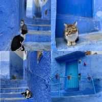 Wander Through the Dreamy Blue Alleyways of Chefchaouen 💙✨