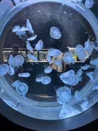 ✨Aquarium เดินทางง่ายใน Sapporo✨