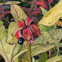 Arctic–Alpine Botanic Garden