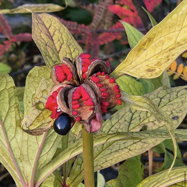 Arctic–Alpine Botanic Garden