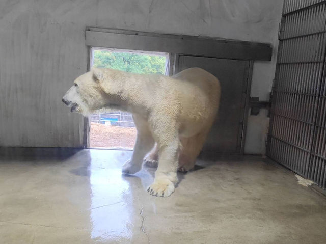 名古屋親子活動最佳場所#名古屋東山動植物園-日本愛知縣名古屋市