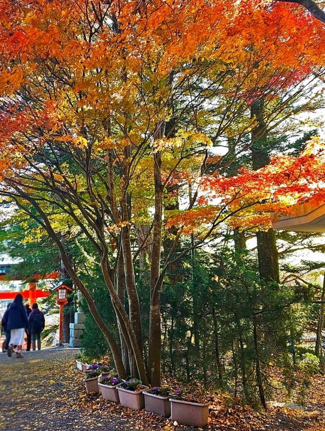 Awesome Mt. Fuji Views at Arakurayama Sengen Park, Japan