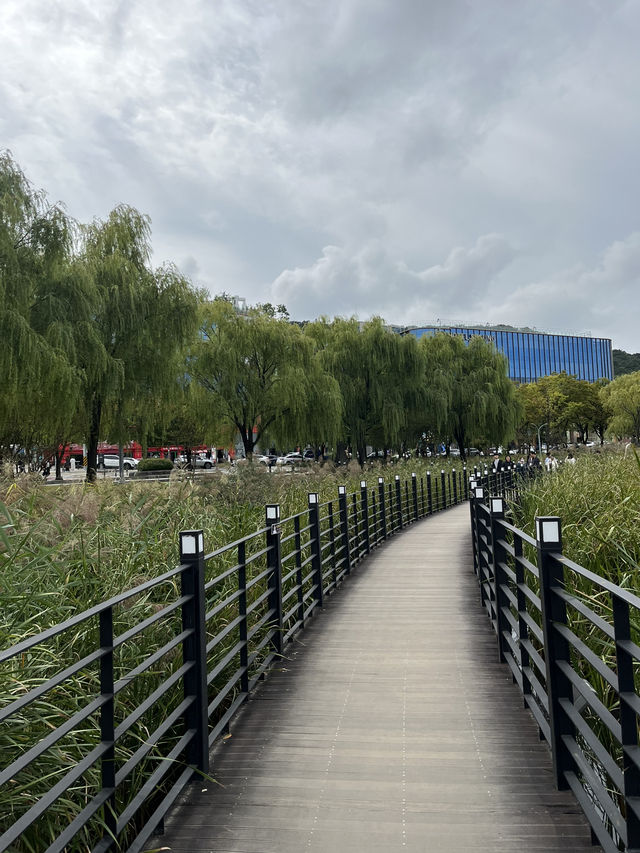 가을 감성 가득한 대구 수성못 🌾 반짝이는 호수 옆 갈대밭 산책코스