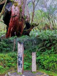 見晴懷古步道森林漫遊體驗🌳
