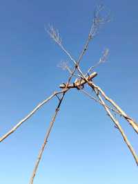 เติมป่าเติมดอยกับผาฮี้ที่เชียงราย