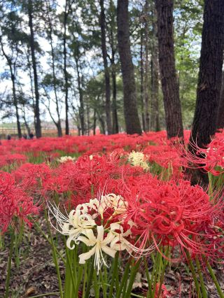 Kinchakuda- the best place for seeing spider lily 