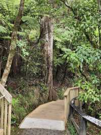 Waitomo Glowworm Caves