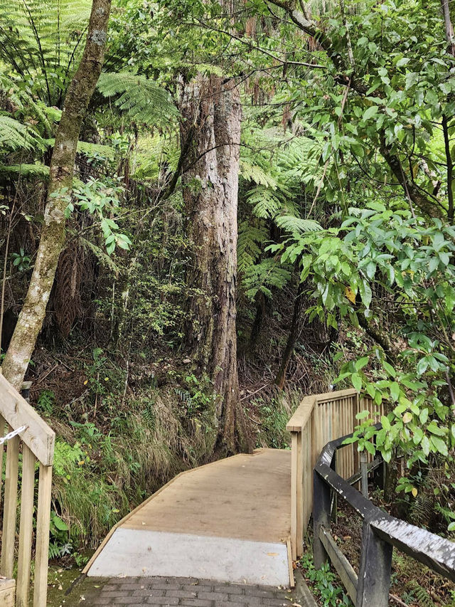 Waitomo Glowworm Caves