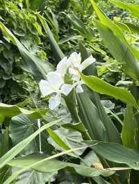 香港隱世海灘🌊模達灣 x 石排灣打卡攻略！絕美薑花田＋手指岩石✨