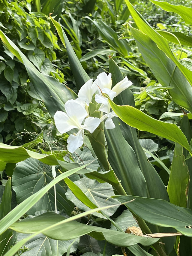 香港隱世海灘🌊模達灣 x 石排灣打卡攻略！絕美薑花田＋手指岩石✨