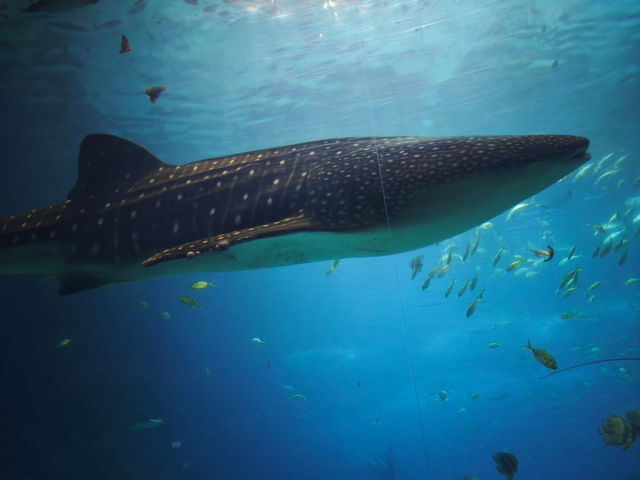 長隆海洋王國 長隆海洋王國