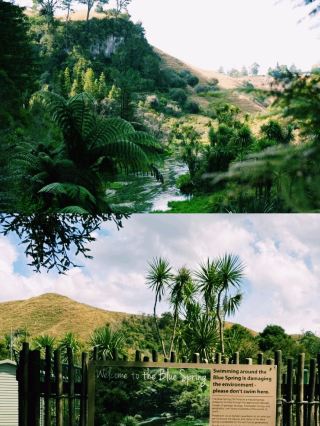 New Zealand Blue Spring Review | A Place Where I Learned the True Definition of Blue
