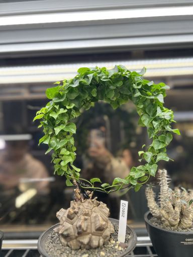 The MixC @ Journey to Unusual Plants | Trip.com Xi'an