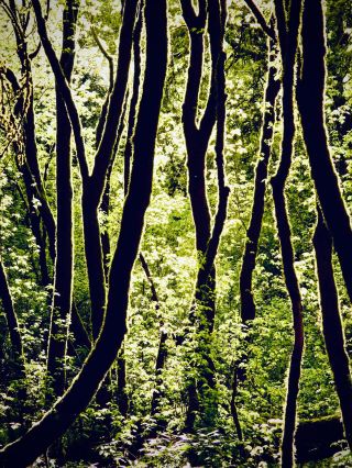 Lago Fagnano and the Cliff Moss Beech Forest: Tierra del Fuego's Hidden Mirroreasytravelpost #LagoF