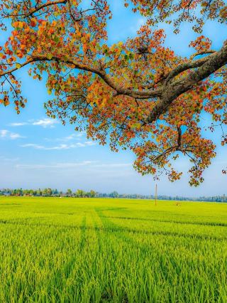 🇧🇩Winter Magic in Bangladesh: Natural Green Views You Can’t Miss ❄️🌿