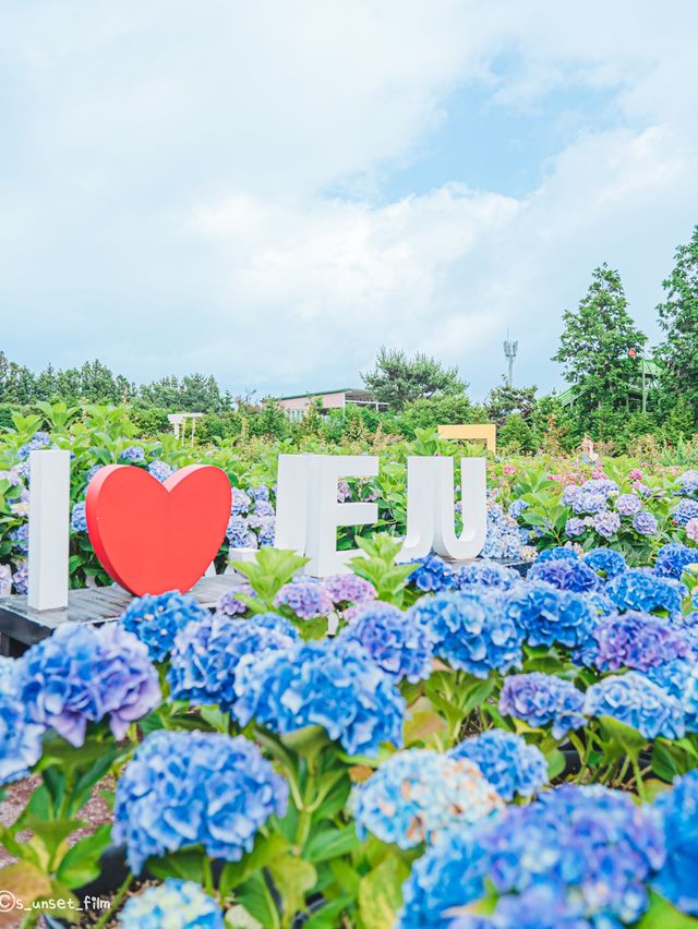 🪻여름 계절의 아름다운 수국밭 [휴애리 자연생활공원]🌿