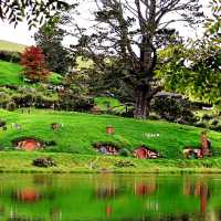 For LoR fans: Hobbiton is a must!