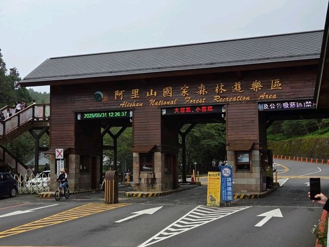 Immense yourself into the greenery of Alishan