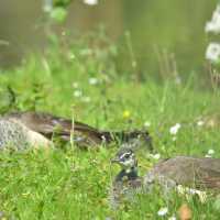 Lovely animal in Tierpark…Greifswald