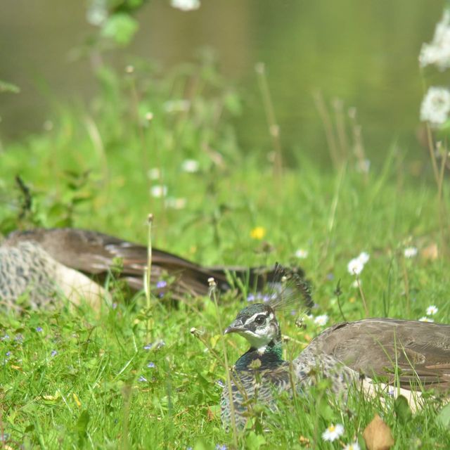 Lovely animal in Tierpark…Greifswald