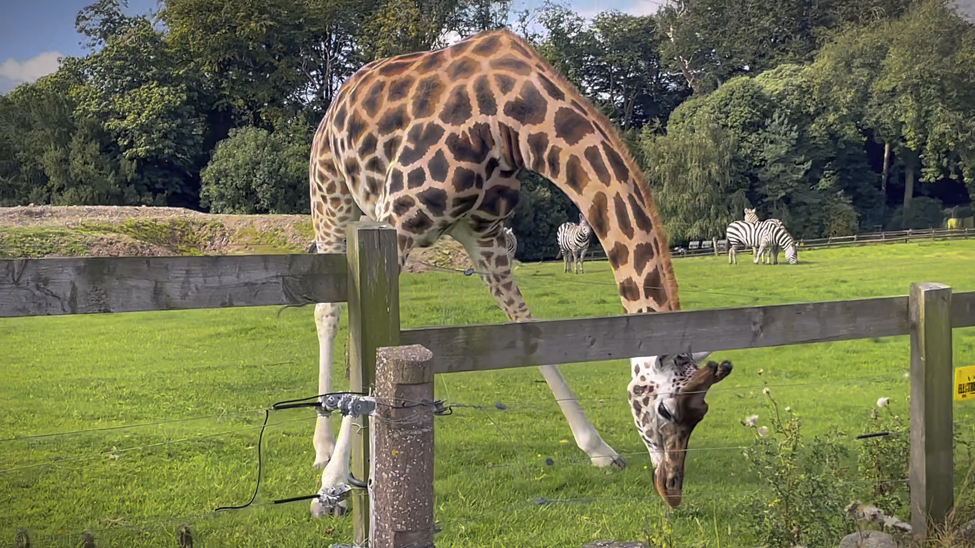 愛爾蘭科克動物園野生公園親子歐洲Fota wildlife Ireland cork zoo 