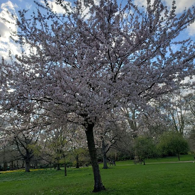 St. James's Park 聖占士公園誘人的櫻花及湖泊