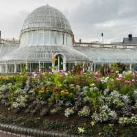 Summer blooms in Belfast paint the city in vibrant hues.