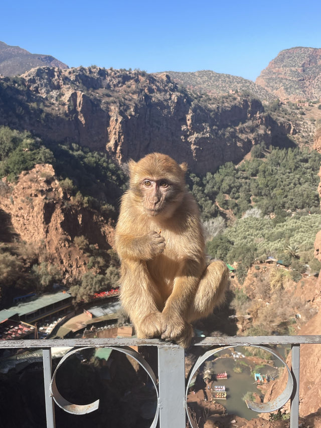 Obsessed with Ouzoud Falls