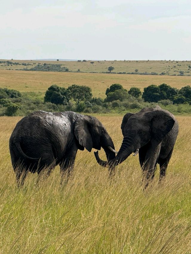 Maasai Mara Safari Tour