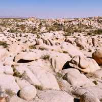 🌵 Getting Around Joshua Tree National Park: Transportation Tips You Need