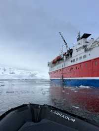 Whale Spotting in ANTARCTICA ❄️🐋