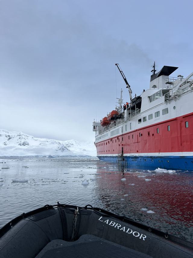 Whale Spotting in ANTARCTICA ❄️🐋