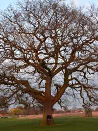 A Peaceful Day Trip to Richmond Park: London’s Countryside Escape 🌳