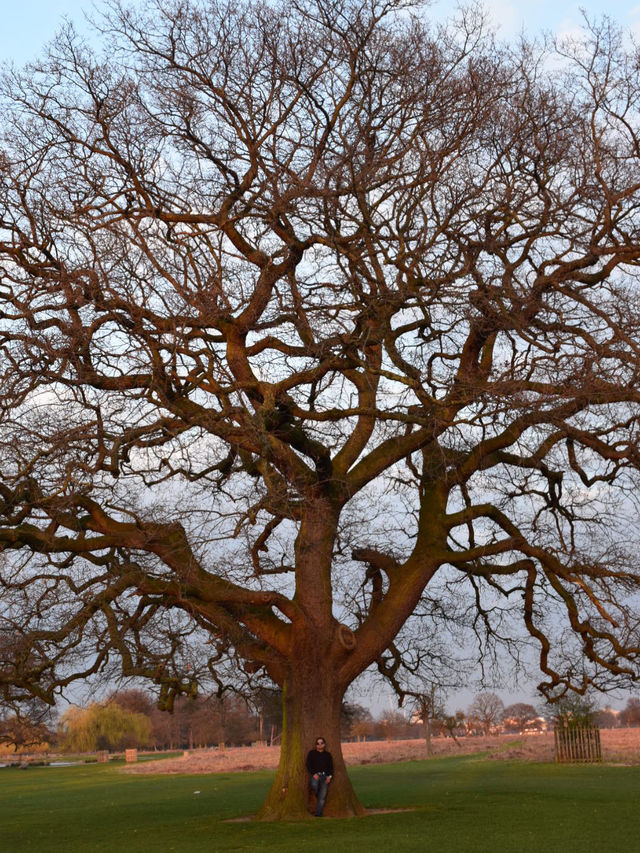 A Peaceful Day Trip to Richmond Park: London’s Countryside Escape 🌳