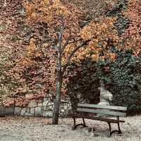 Fall colors in Budapest 