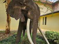 Wild Hearts & Golden Horizons: Fall Safari in Kenya