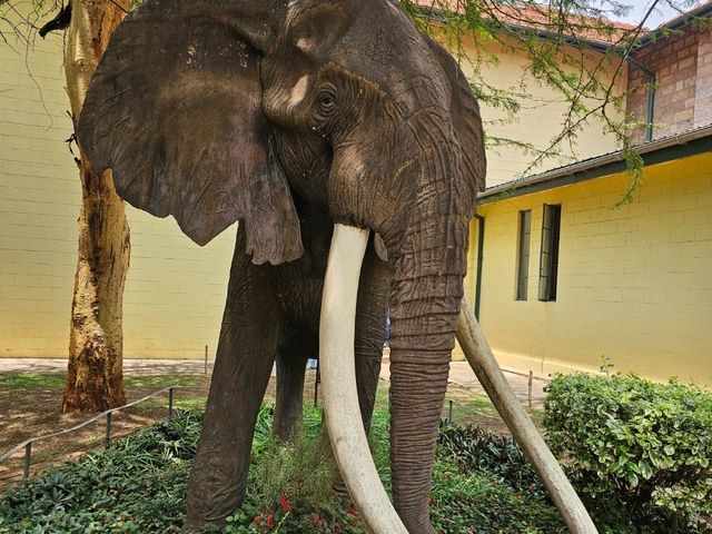 Wild Hearts & Golden Horizons: Fall Safari in Kenya Wild Hearts & Golden Horizons: Fall Safari in Kenya