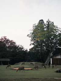 Deer Park Escape🦌