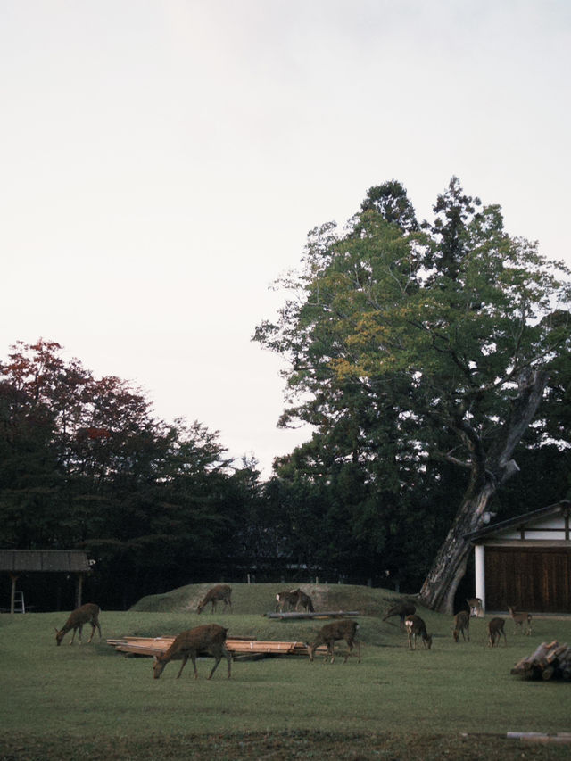 Deer Park Escape🦌 Deer Park Escape🦌