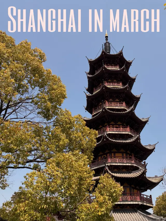 Why You Need to Visit Shanghai in March.